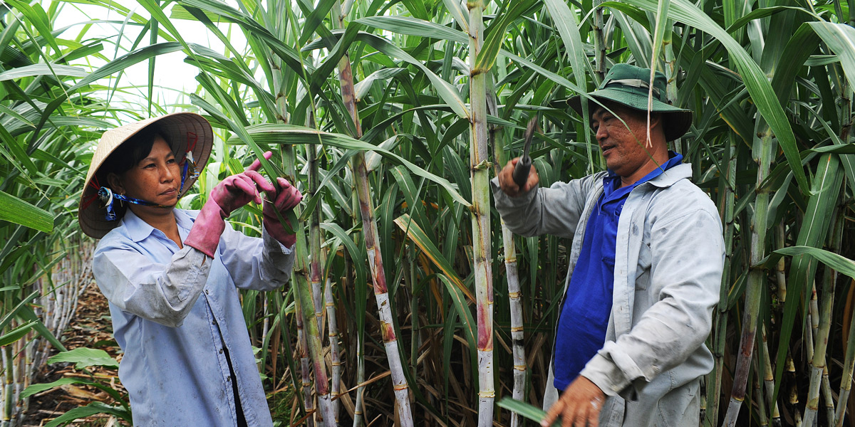 BEM project-Husband and wife in the sugar farm