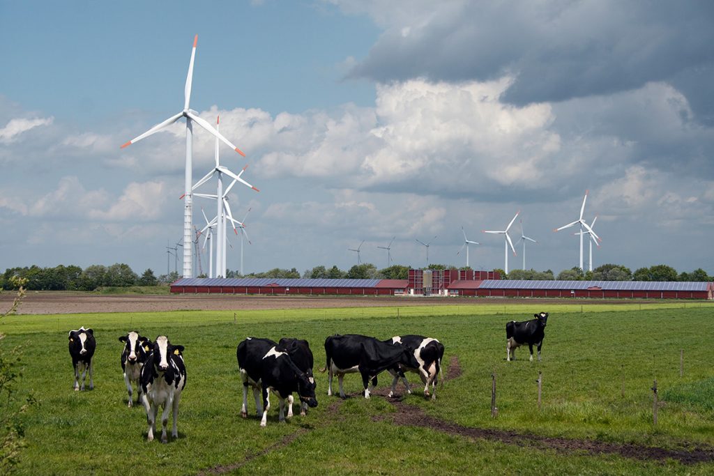 Group of wind turbines behind a modern farm with solar panels on the roofs, group of cows in the foreground; northern Germany.