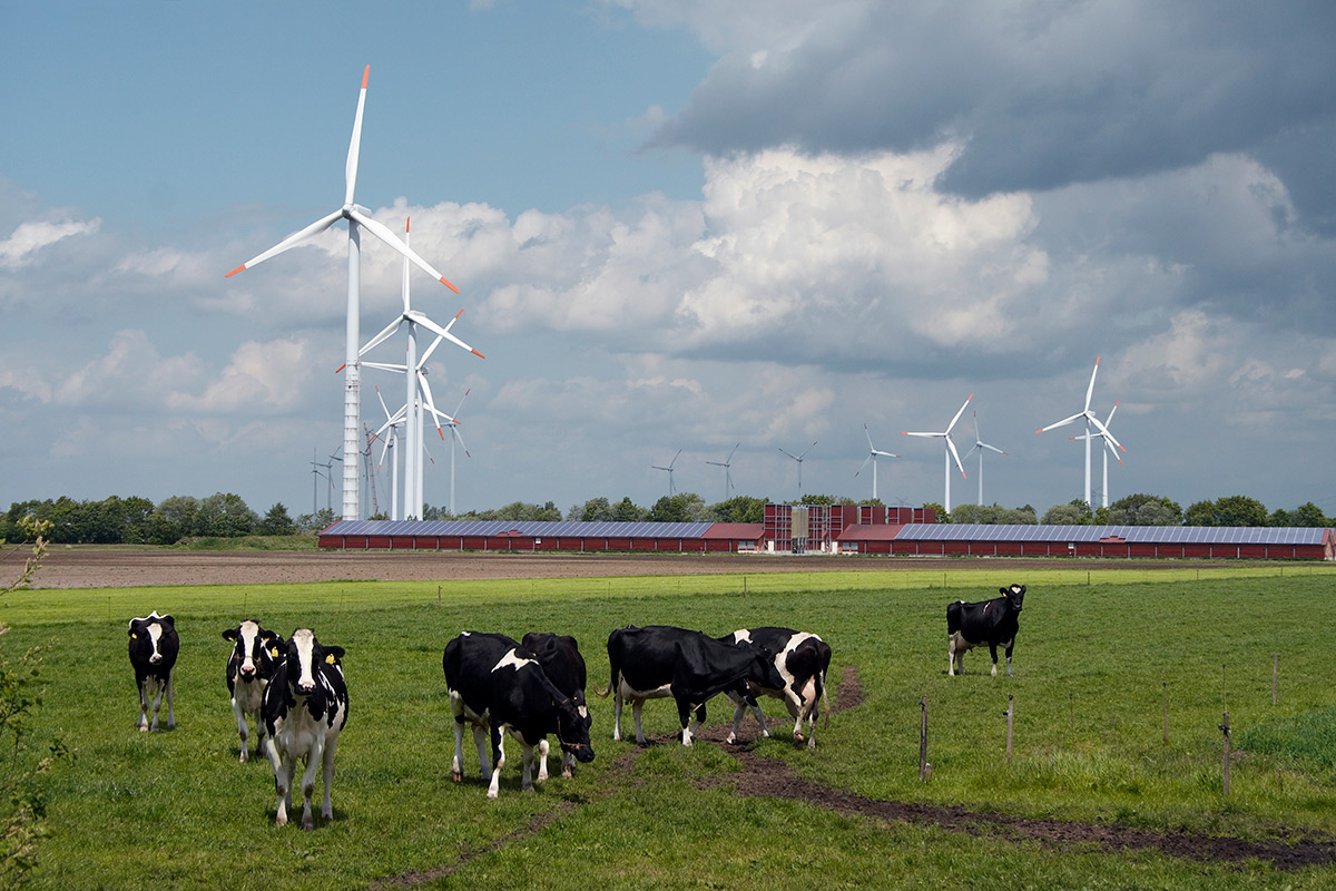 Group of wind turbines behind a modern farm with solar panels on the roofs, group of cows in the foreground; northern Germany.