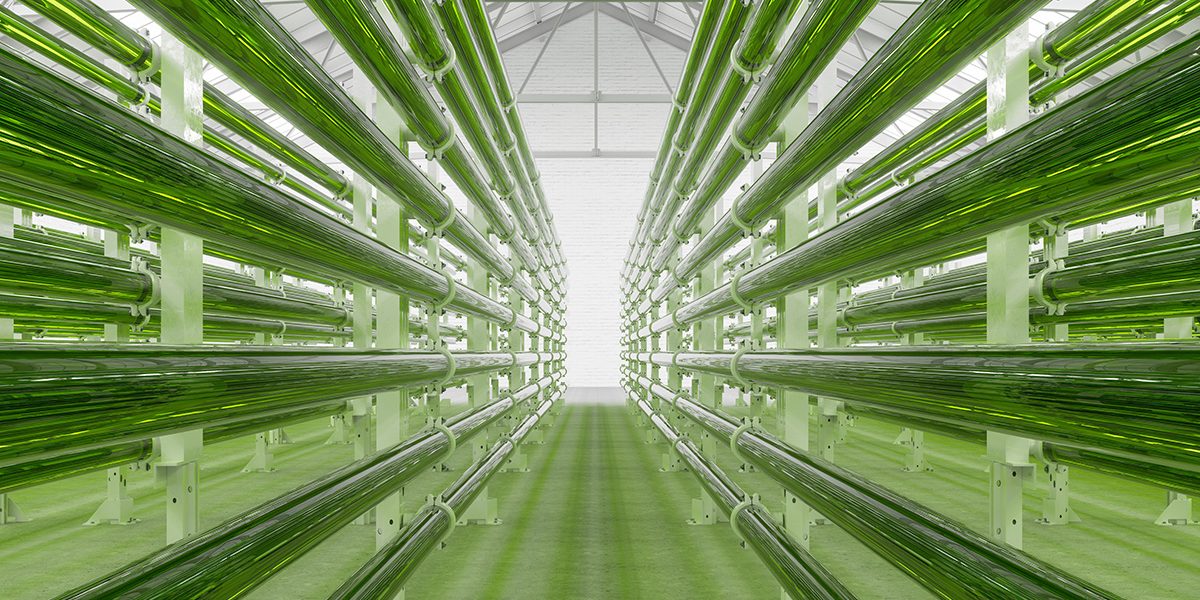 Tubular Algae Bioreactors Fixing CO2 To Produce Biofuel As An Alternative Fuel